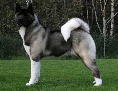 AKITA AMERICANO